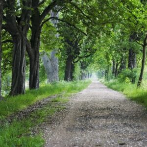Gravel path through a leafy green canopy.