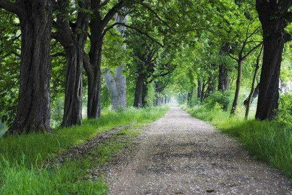 Gravel path through a leafy green canopy.